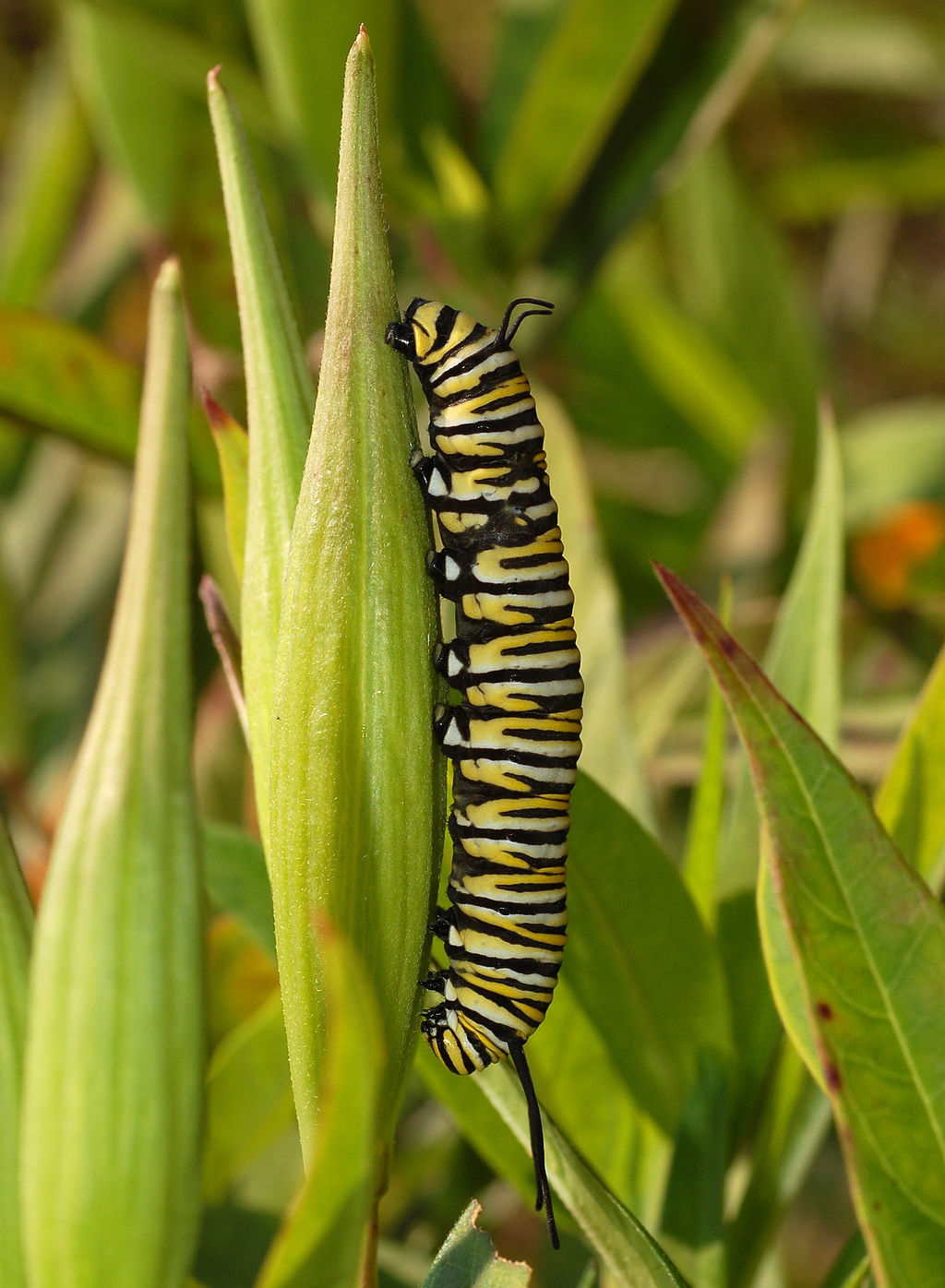 Image of a Monarch caterpillar